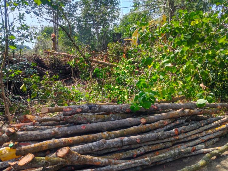 Tersangka Kasus Tambak Udang Tak Kunjung Ada, Hutan Mangrove di Pulau Bengkalis Terus Dibabat: Siapa Bertanggungjawab?